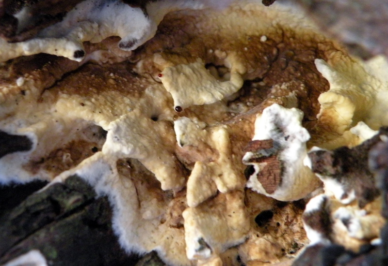 Aphyllophorales in giardino